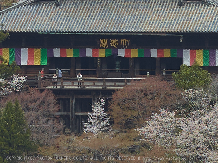 初瀬長谷寺,桜_CF015053,2017yaotomi 1 (2).jpg