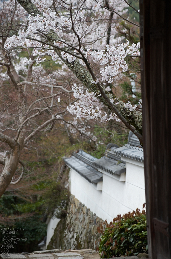 勝持寺(花の寺)の桜_2013yaotomi_21s.jpg