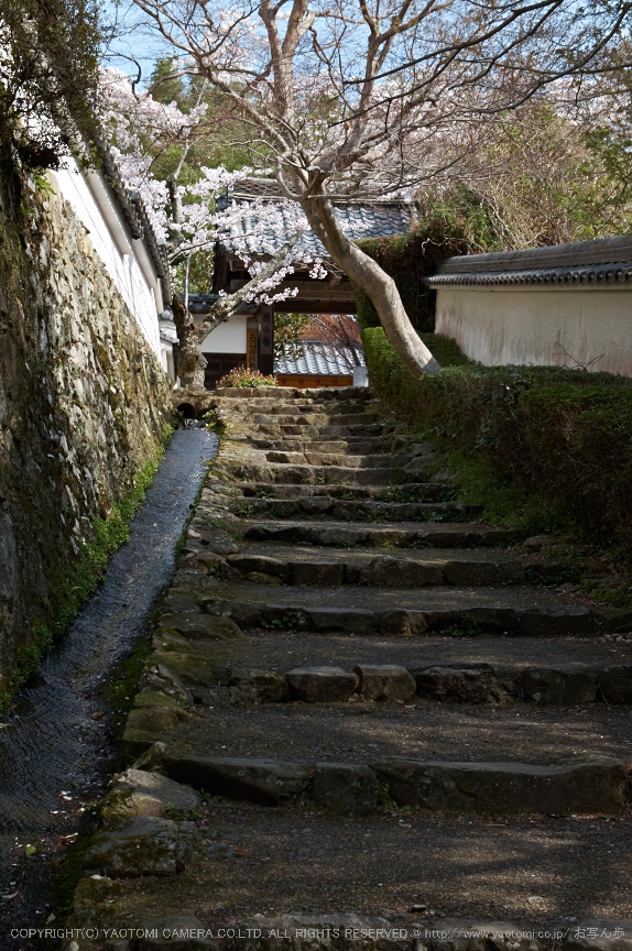 勝持寺,桜(PK3_8971,F8,40mm)2014yaotomi_.jpg