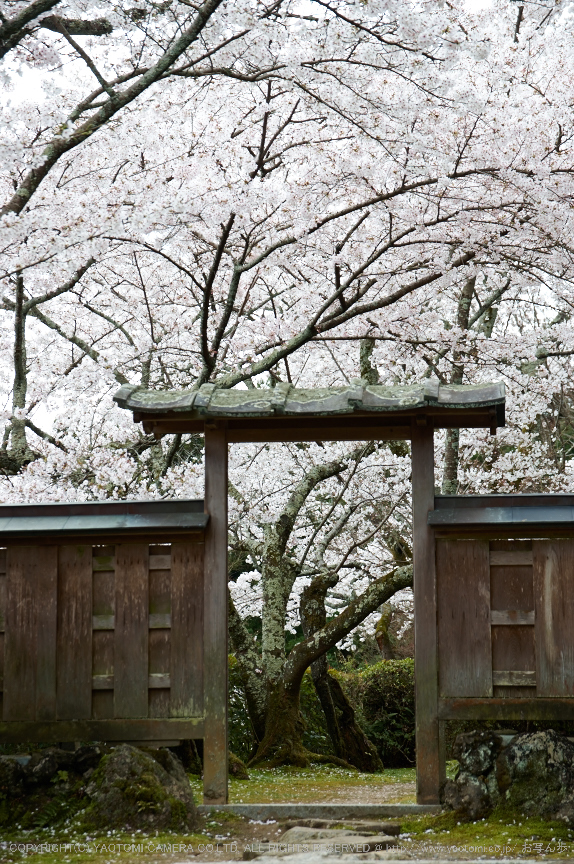 勝持寺,桜(PK3_8988,F4.5,58mm)2014yaotomi_.jpg