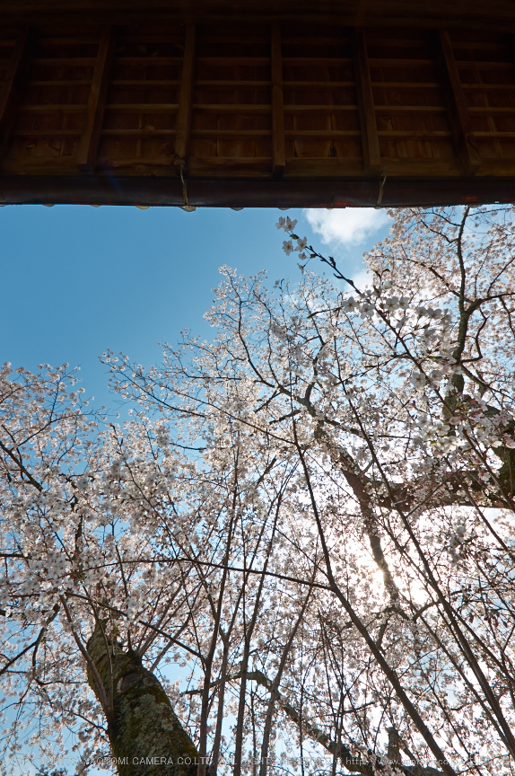 勝持寺,桜(PK3_9024,F11,--mm)2014yaotomi_.jpg