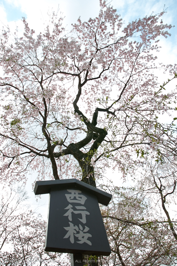 勝持寺,桜(PK3_9054,F10,17mm)2014yaotomi_.jpg