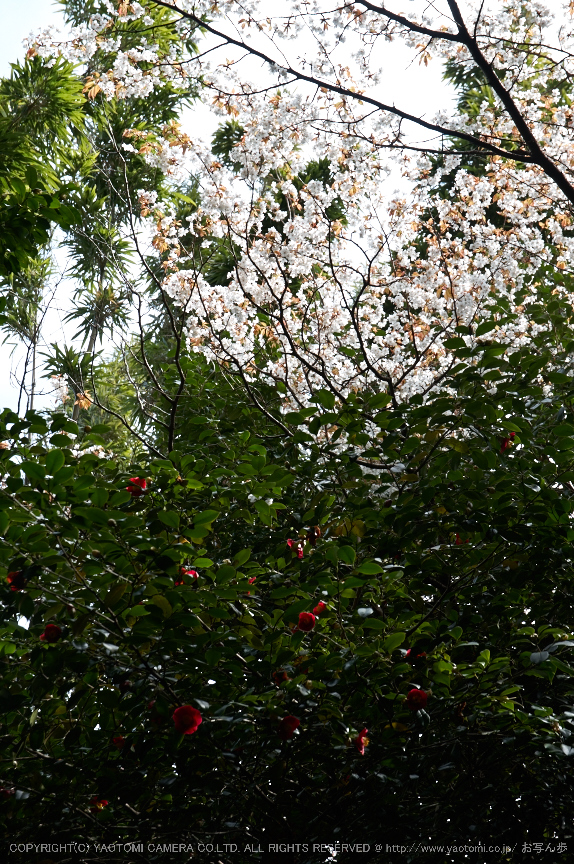 勝持寺,桜(PK3_9066,F6.3,70mm)2014yaotomi_.jpg