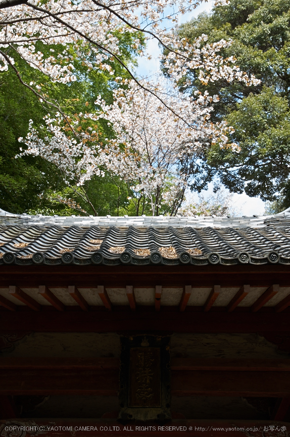 勝持寺,桜(PK3_9078,F8,37mm)2014yaotomi_.jpg