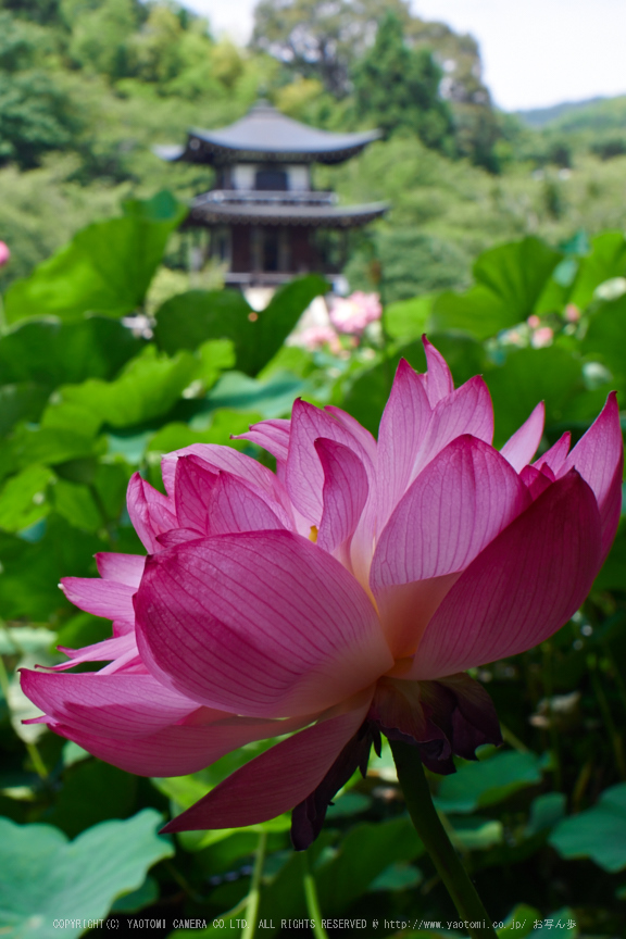 勧修寺,蓮(P7160438,OMD,EM1)2014yaotomi_.jpg