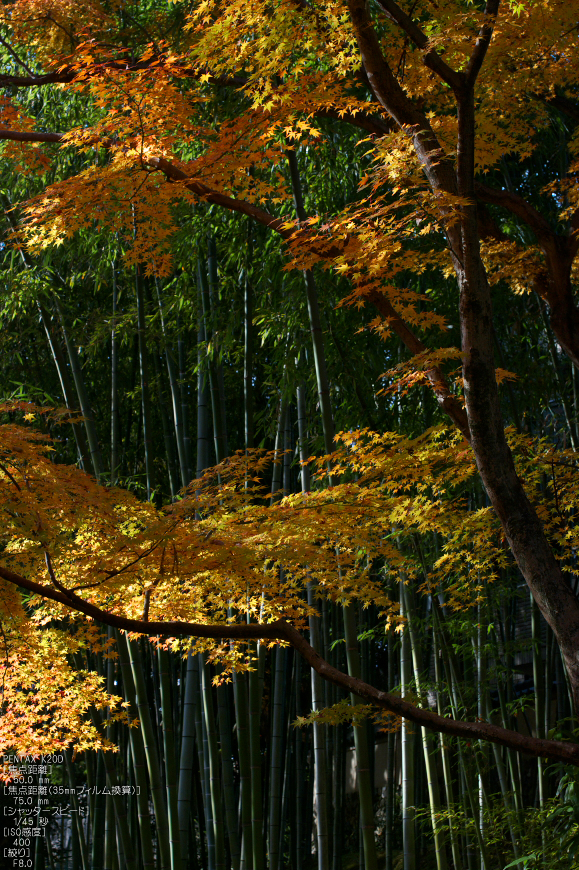 北野天満宮・御土居・紅葉_12.jpg