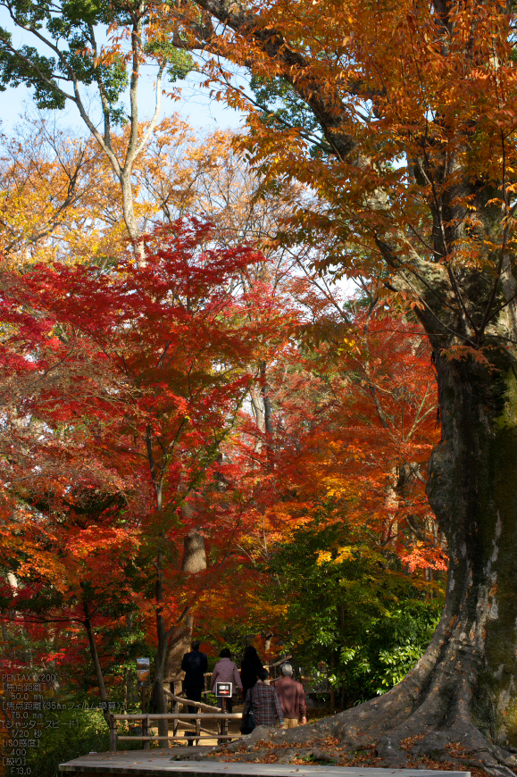 北野天満宮・御土居・紅葉_22.jpg