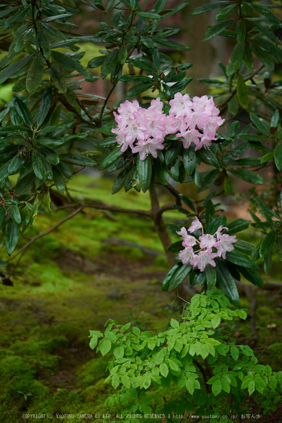 南禅寺,新緑(P9710791,43 mm,F1.7,DMC-GM5)2015yaotomi_.jpg