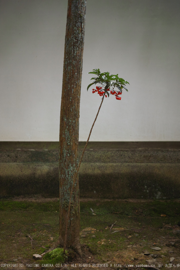 南禅寺,新緑(SDIM0123,--mm,F--)2014yaotomi_.jpg