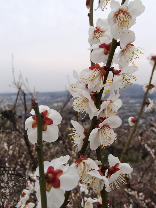 南部梅林2012_八百富写真機店お写ん歩_TG-820_29.jpg