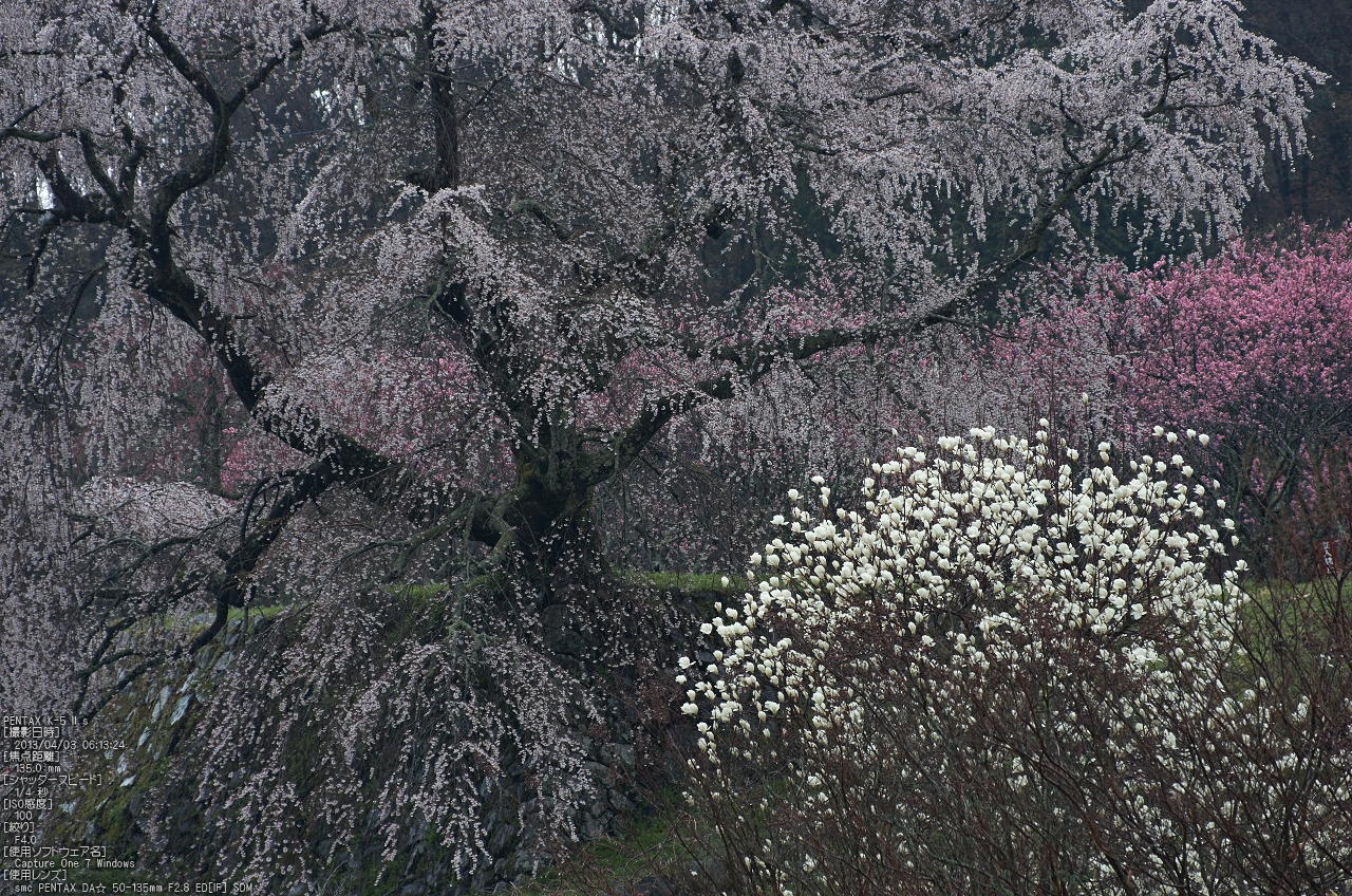 http://www.yaotomi.co.jp/blog/walk/%E5%8F%88%E5%85%B5%E8%A1%9B%E6%A1%9C%EF%BC%88%E5%A4%A7%E5%AE%87%E9%99%80%EF%BC%89_2013yaotomi_5s.jpg