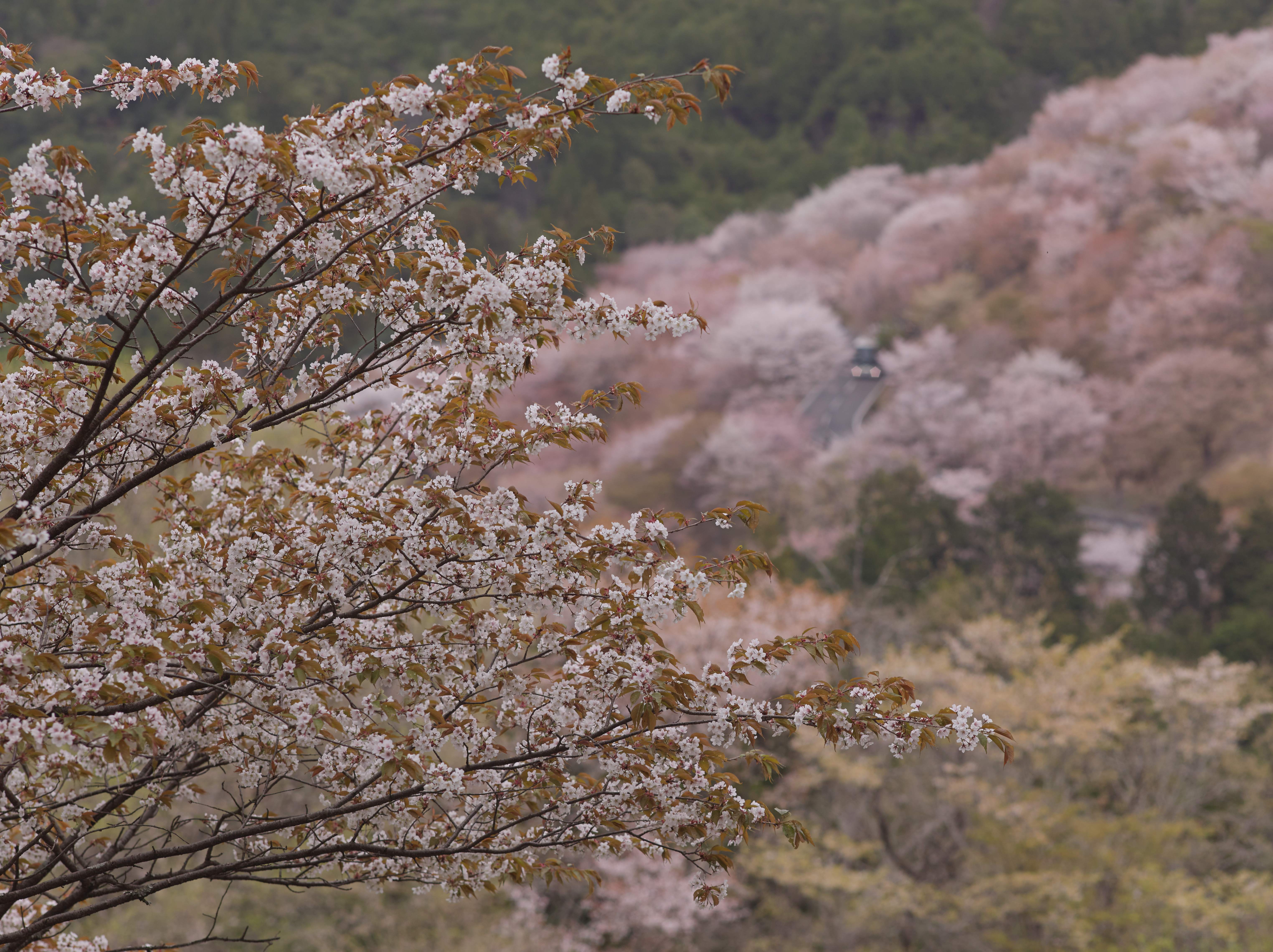 http://www.yaotomi.co.jp/blog/walk/%E5%90%89%E9%87%8E%E5%B1%B1%28%E4%B8%8B%E5%8D%83%E6%9C%AC%29_2013yaotomi_11f.jpg