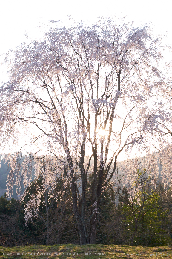 吉野山,下千本,桜(DSCF0159,F11,28.9mm)2014yaotomi_.jpg