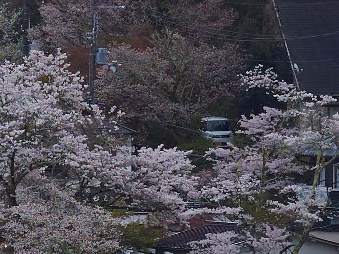 吉野山,桜,CF014968,2017yaotomi.jpg