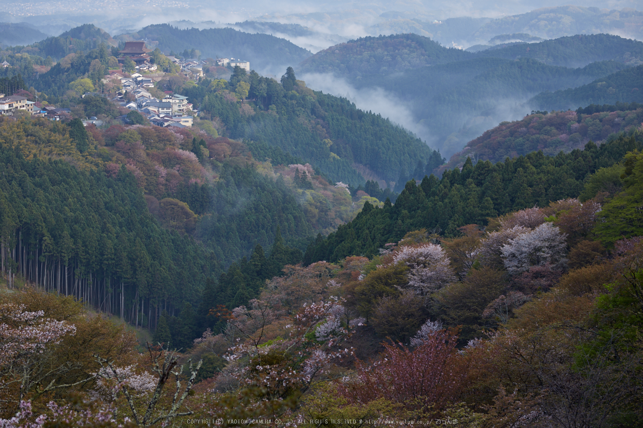 http://www.yaotomi.co.jp/blog/walk/%E5%90%89%E9%87%8E%E5%B1%B1%2C%E6%A1%9C_IMG_8874%2C2017yaotomi.jpg