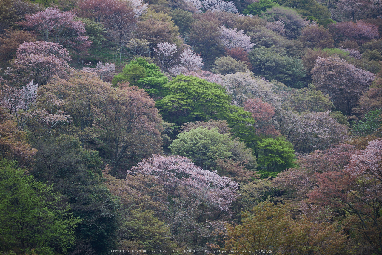 http://www.yaotomi.co.jp/blog/walk/%E5%90%89%E9%87%8E%E5%B1%B1%2C%E6%A1%9C_IMG_8924%2C2017yaotomi.jpg