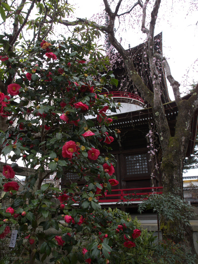 吉野山_桜_その１_2012_yaotomi_12.jpg