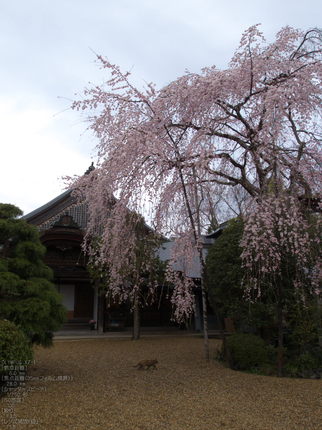 吉野山_桜_その１_2012_yaotomi_15.jpg