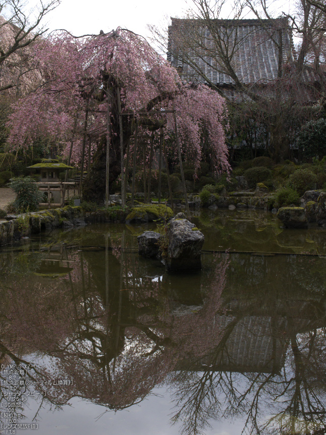 吉野山_桜_その１_2012_yaotomi_21.jpg