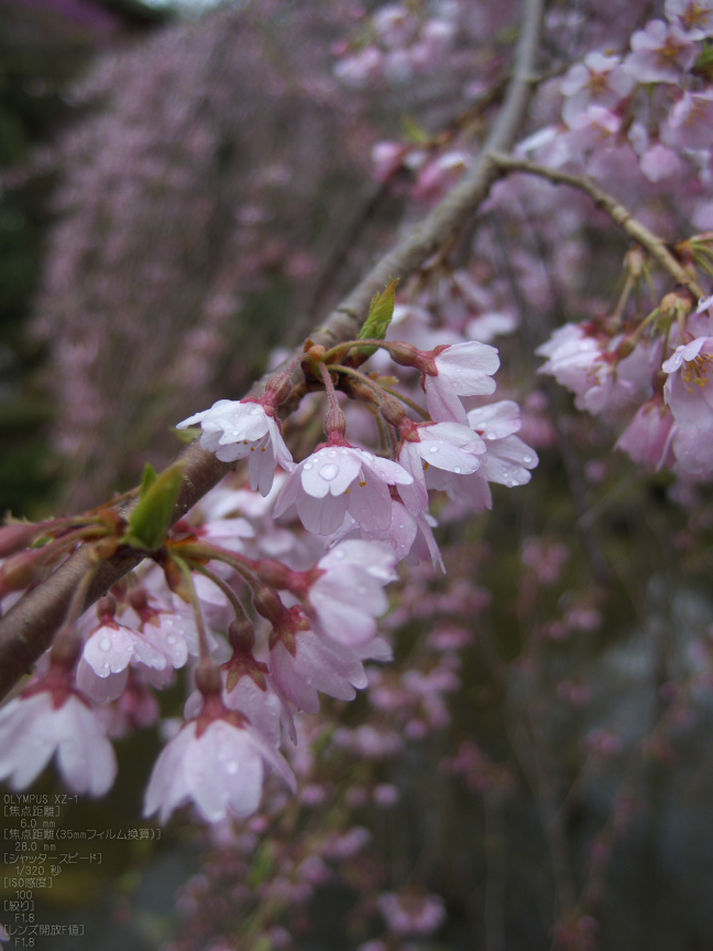 吉野山_桜_その１_2012_yaotomi_23.jpg