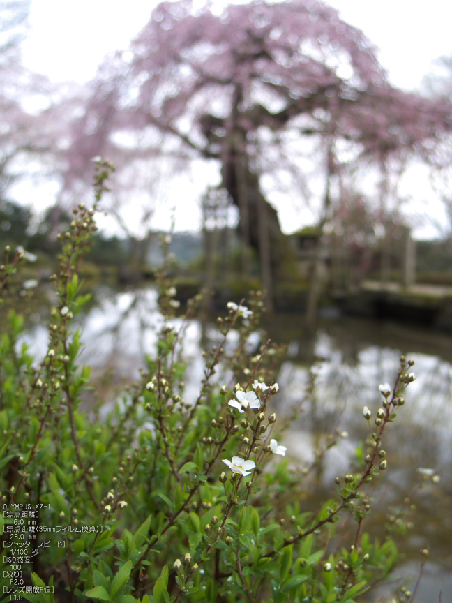 吉野山_桜_その１_2012_yaotomi_25.jpg