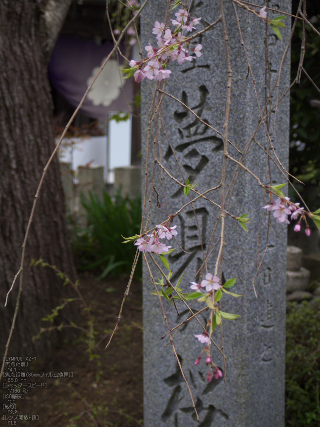 吉野山_桜_その１_2012_yaotomi_36.jpg