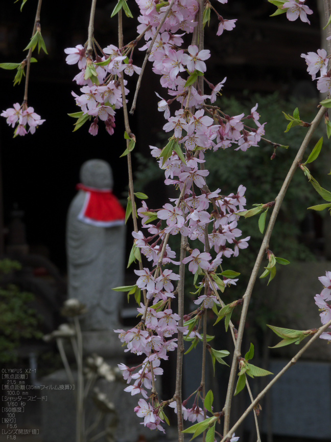 吉野山_桜_その１_2012_yaotomi_37.jpg