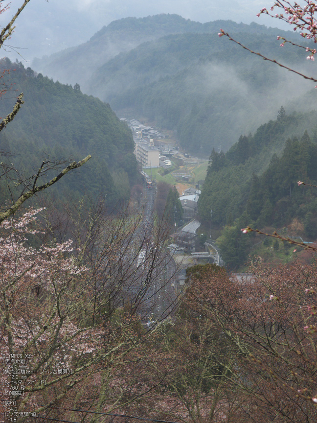 吉野山_桜_その１_2012_yaotomi_6.jpg