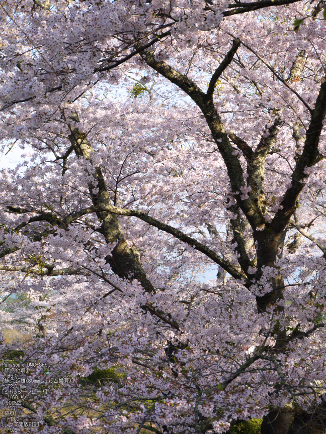 吉野山_桜_2012年_八百富_25.jpg