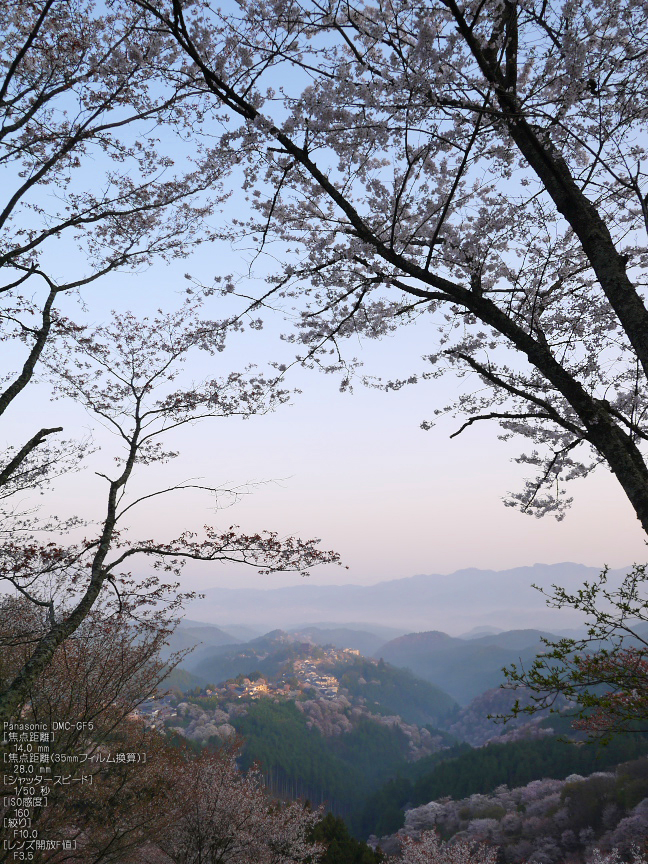 吉野山_桜_2012年_八百富_5.jpg