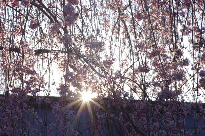 吉野山_2011_桜.jpg