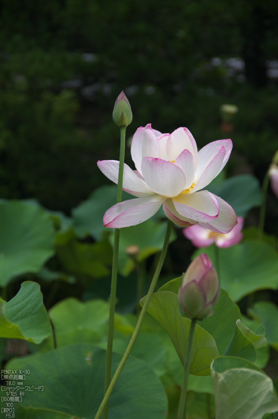 唐招提寺_蓮_2012_yaotomi_お写ん歩_7.jpg