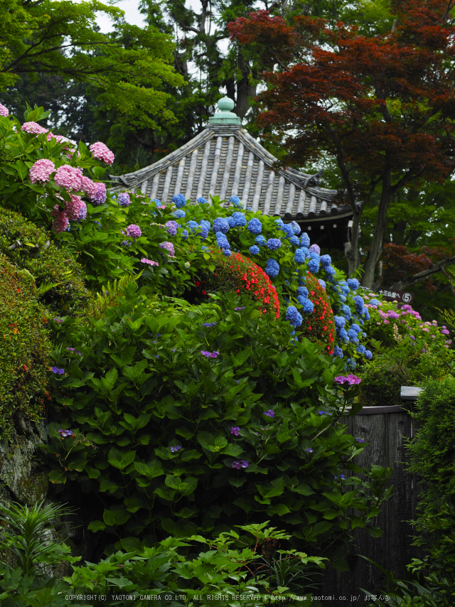 善峯寺,アジサイ(P6151527raw,43 mm,iso200)2016yaotomi.jpg