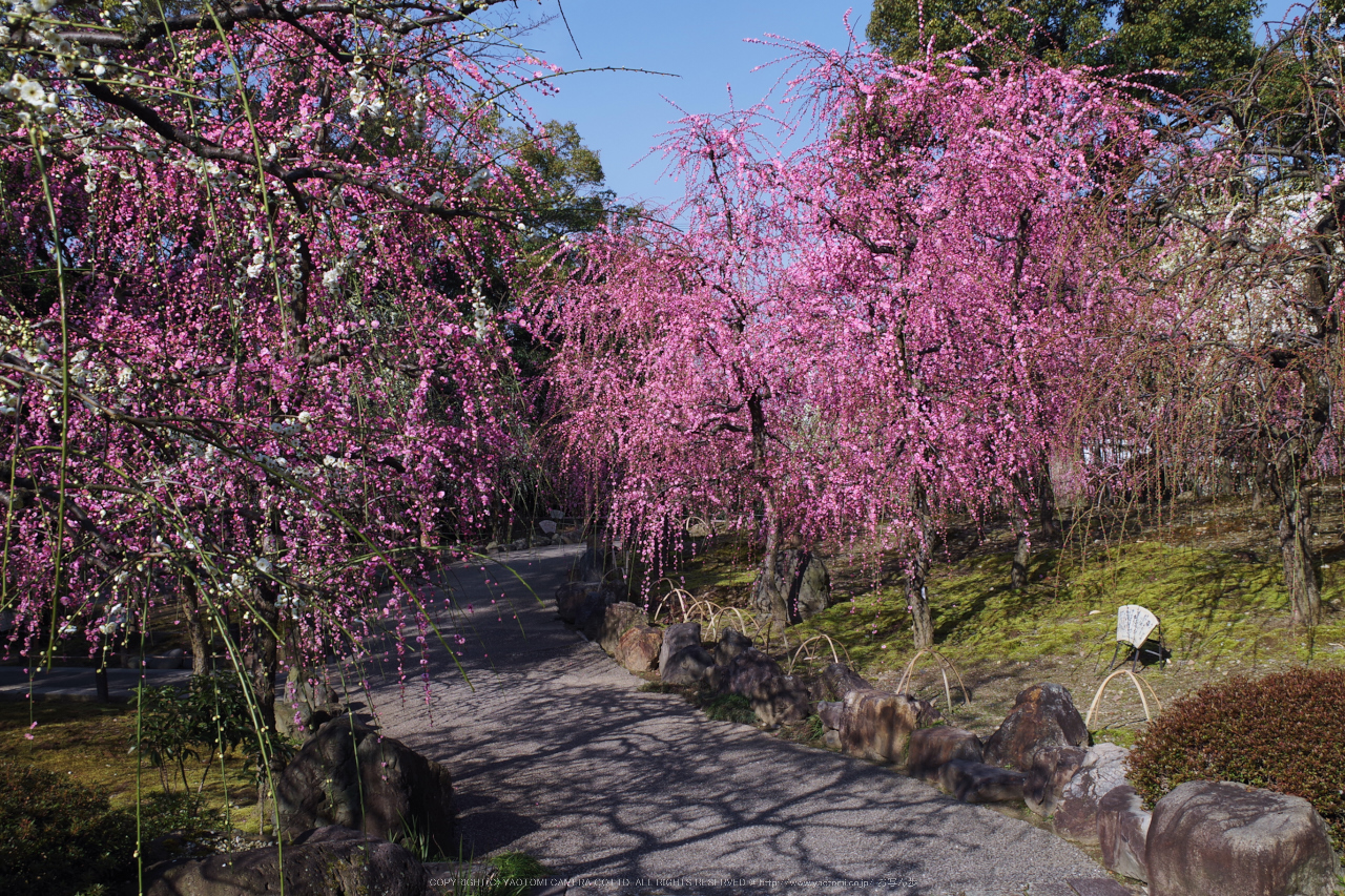 http://www.yaotomi.co.jp/blog/walk/%E5%9F%8E%E5%8D%97%E5%AE%AE%2C%E6%A2%85%E8%8A%B1%28KS2_0921%2C23%20mm%2Cf-8%2CKS2%292015yaotomi_.jpg