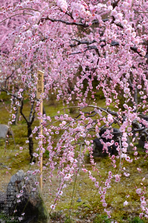 城南宮梅花_2012_yaotomi_X-pro1_2.jpg