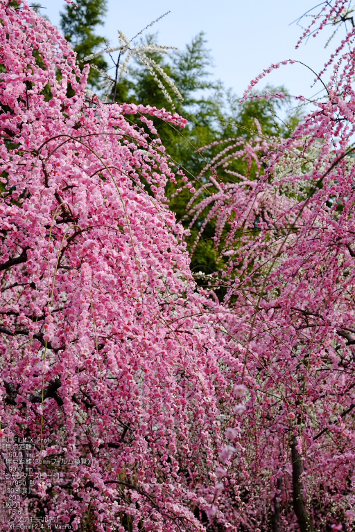 城南宮梅花_2012_yaotomi_X-pro1_6.jpg