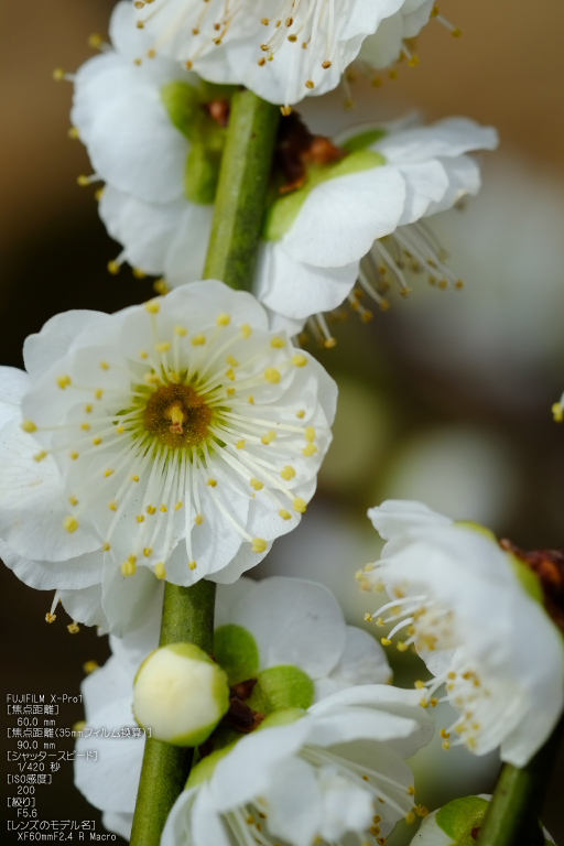 城南宮梅花_2012_yaotomi_X-pro1_7.jpg