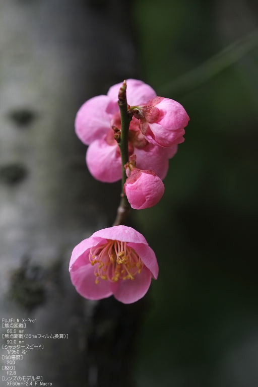 城南宮梅花_2012_yaotomi_X-pro1_9.jpg