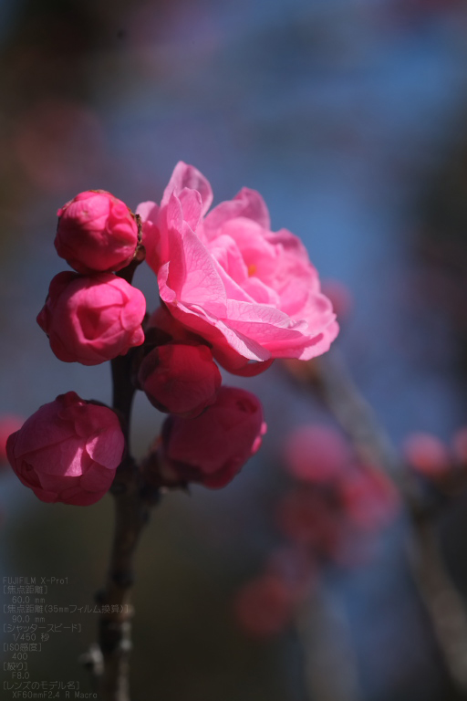 城南宮梅花_2012_yaotomi_Xpro1_23.jpg