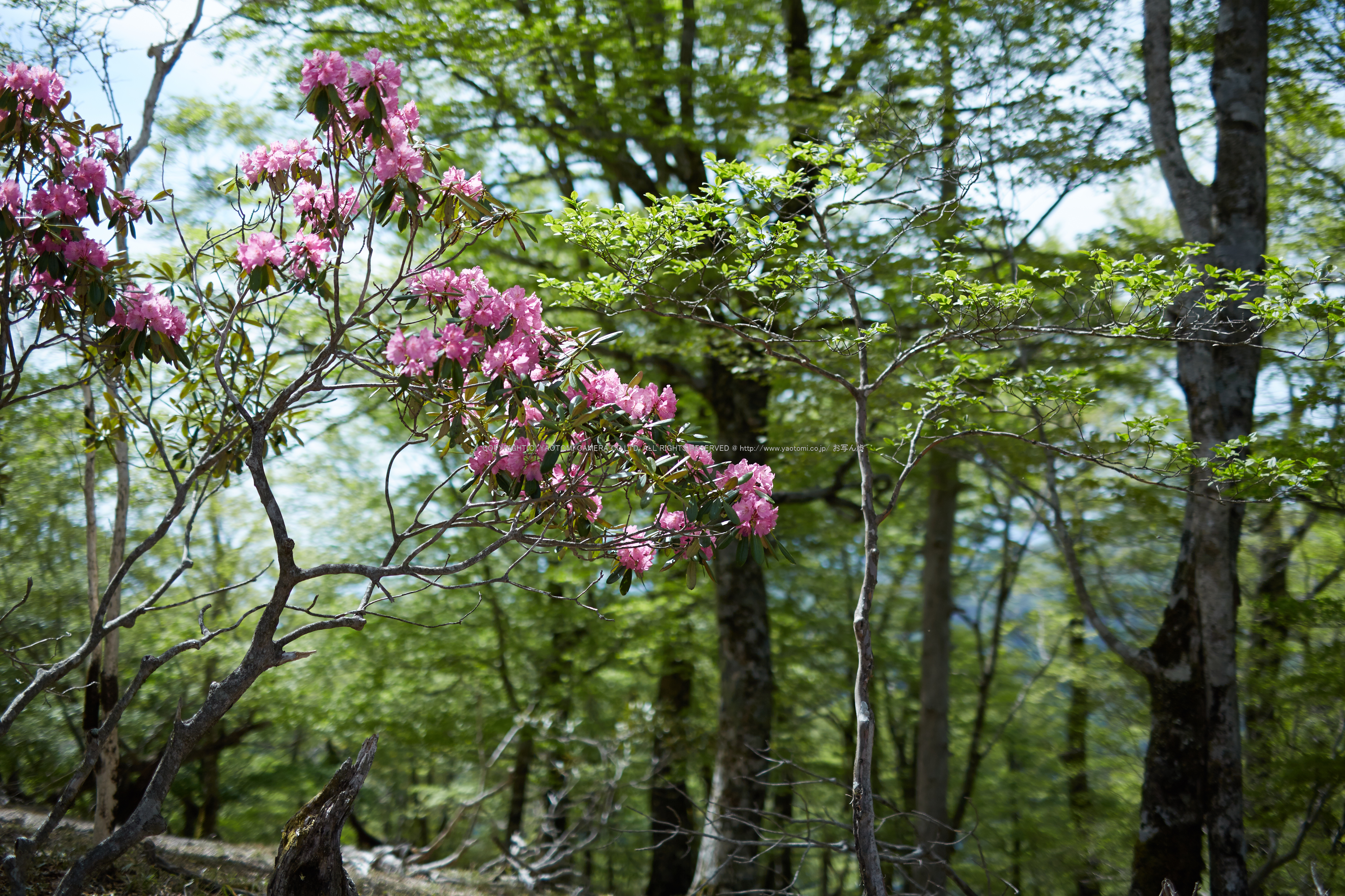 http://www.yaotomi.co.jp/blog/walk/%E5%A4%A7%E5%8F%B0%E3%82%B1%E5%8E%9F%2C%E6%96%B0%E7%B7%91%285J7C0057%2C50mm%2CF1.6%2CFULL%292014yaotomi_.jpg