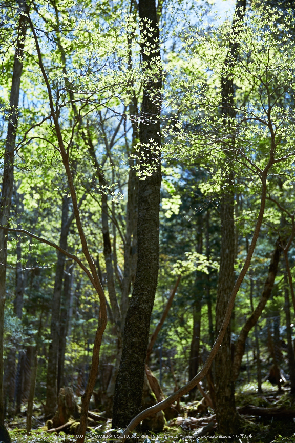 大台ケ原,新緑(5J7C0173,62mm,F4)2014yaotomi_.jpg