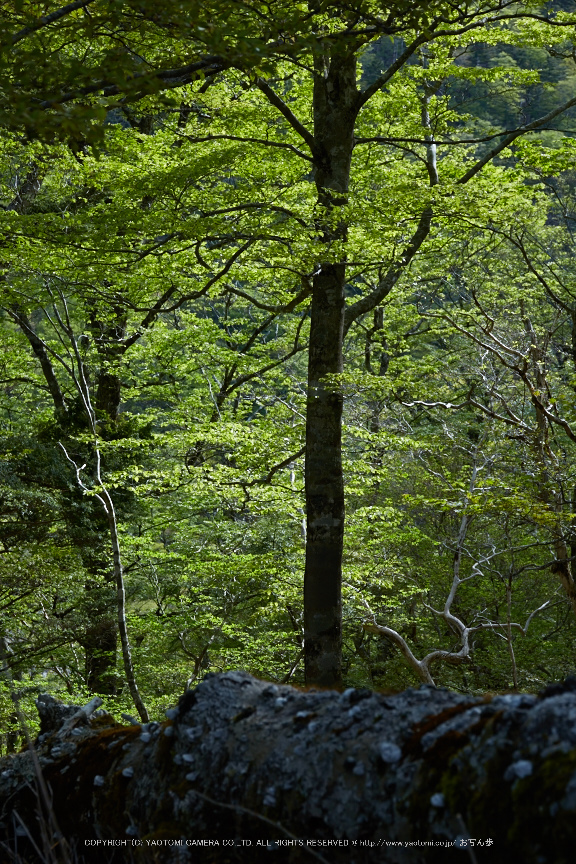 大台ケ原,新緑(5J7C9834,74mm,F8)2014yaotomi_.jpg