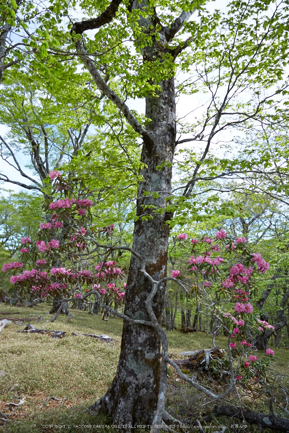 大台ケ原,新緑(5J7C9960,24mm,F5)2014yaotomi_.jpg