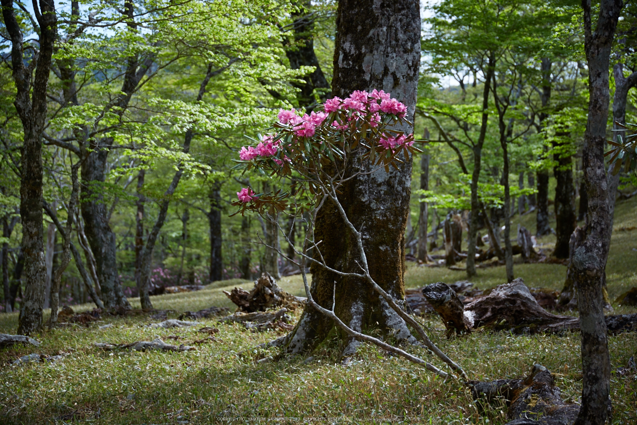 http://www.yaotomi.co.jp/blog/walk/%E5%A4%A7%E5%8F%B0%E3%82%B1%E5%8E%9F%2C%E6%96%B0%E7%B7%91%285J7C9964%2C68mm%2CF4%292014yaotomi_.jpg