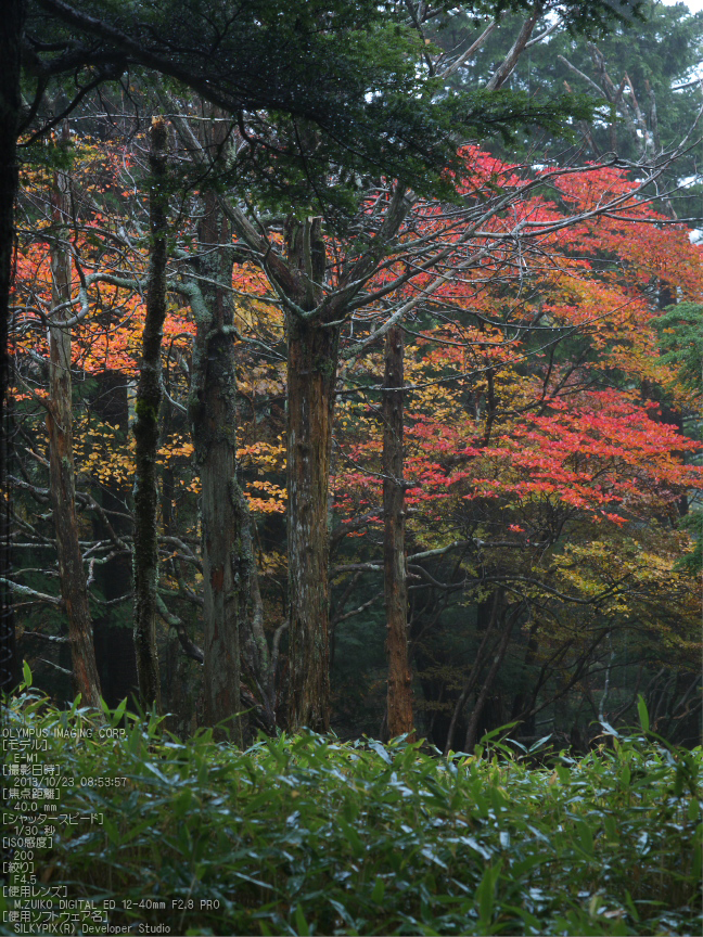 大台ケ原,紅葉_2013yaotomi_OMD,EM1_b21.jpg