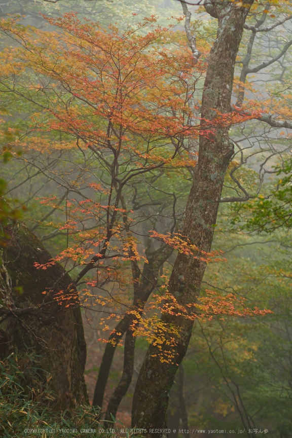 大台ヶ原,紅葉(2)(PA150100,45mm,F2,EM1)2014yaotomi_.jpg