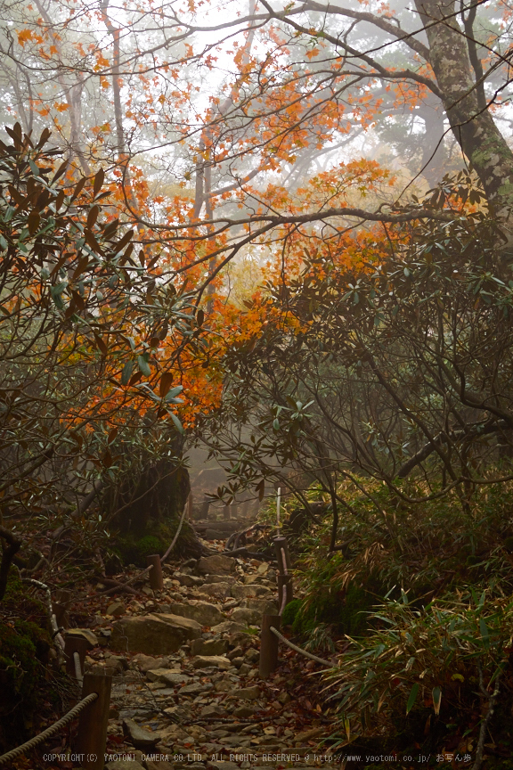 大台ヶ原,紅葉(2)(PA150106,25mm,F4.5,EM1)2014yaotomi_.jpg