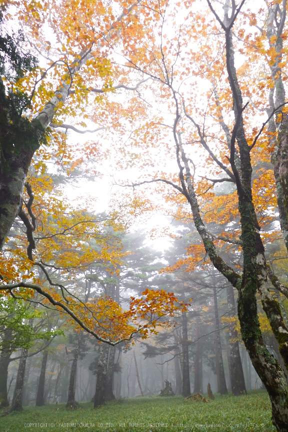 大台ヶ原,紅葉(2)(PA150202,12mm,F7.1,EM1)2014yaotomi_.jpg