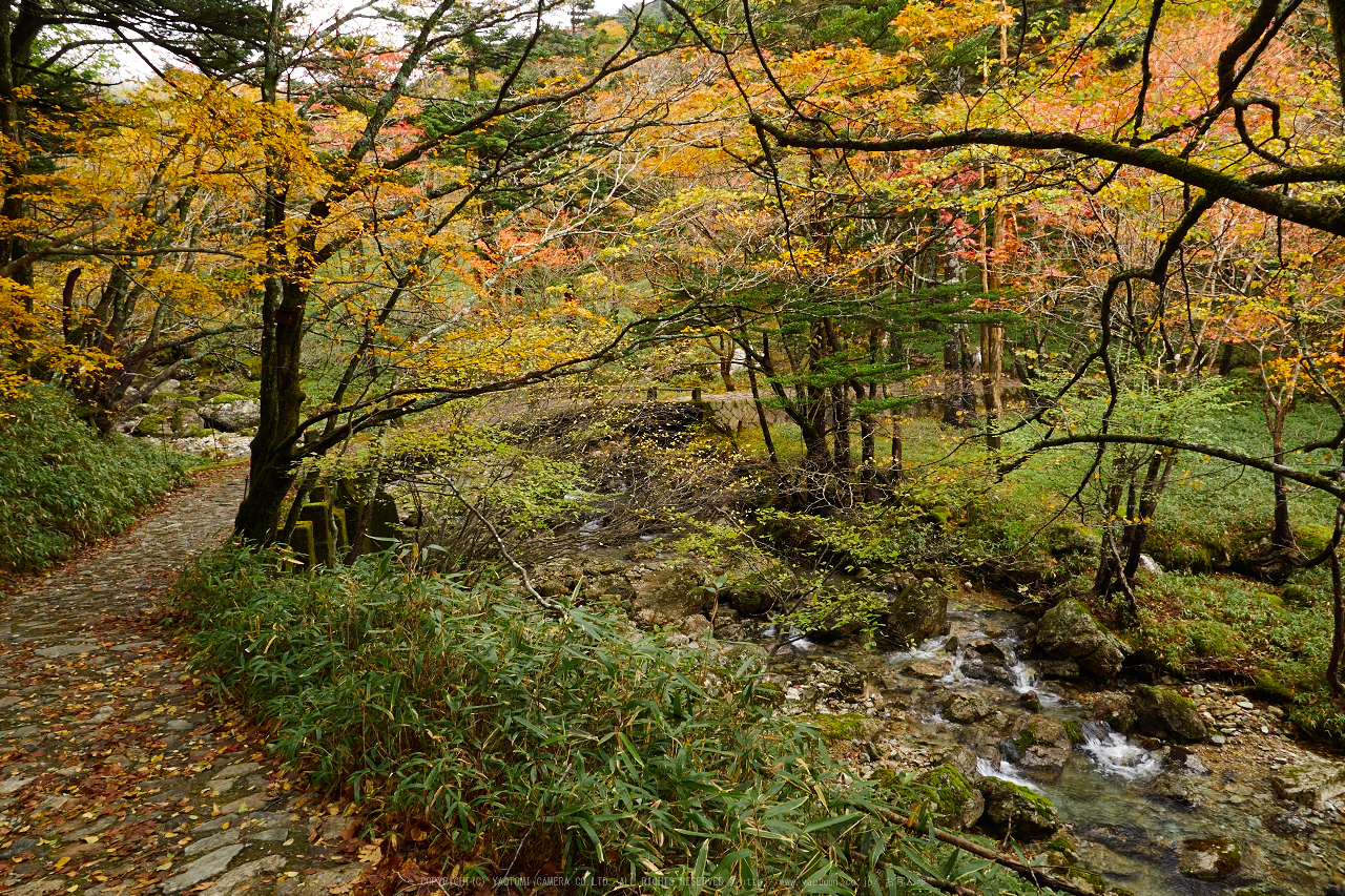 http://www.yaotomi.co.jp/blog/walk/%E5%A4%A7%E5%8F%B0%E3%83%B6%E5%8E%9F%2C%E7%B4%85%E8%91%89%282%29%28PA150288%2C12mm%2CF7.1%2CEM1%292014yaotomi_.jpg