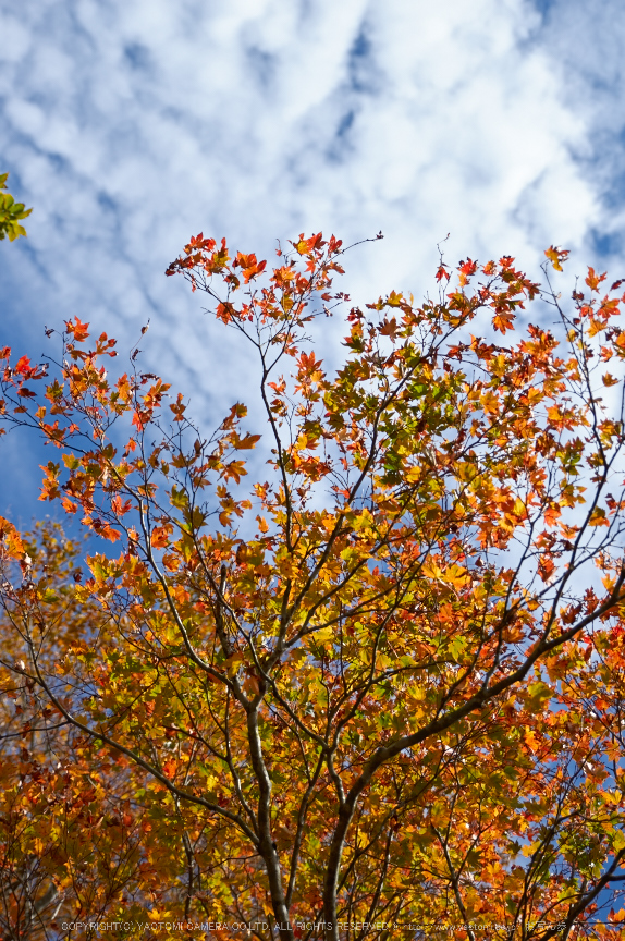 大台ヶ原,紅葉(K32_1846,45 mm,F2.8,iso100)2015yaotomi_.jpg